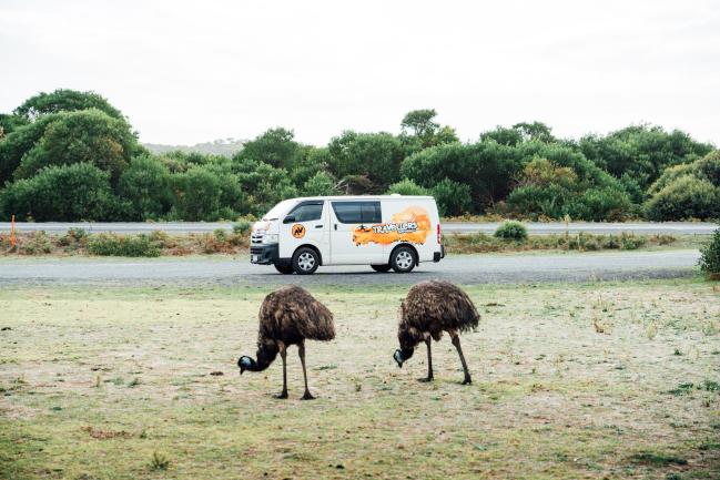 Two emus grazing in a grassy field in front of a parked white campervan.