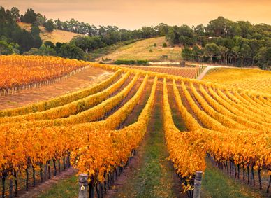 Vineyard in the Adelaide Hills, South Australia.