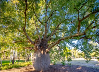 Roma’s largest bottle tree.