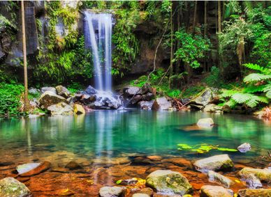 Mt Tamborine Waterfall. 