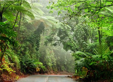 The Daintree Rainforest