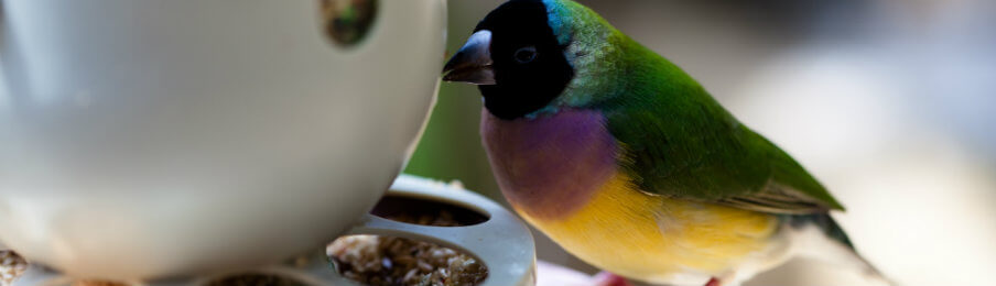 bird eating in a bird feed