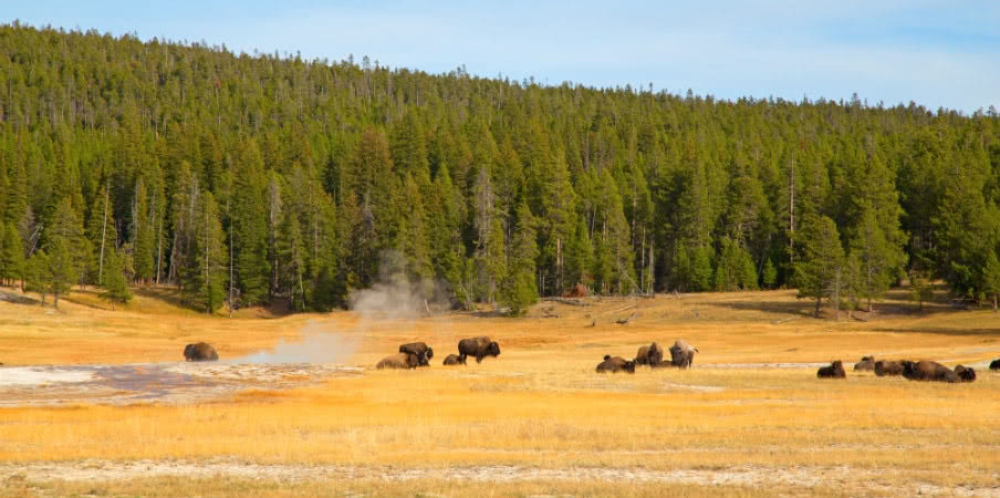 bison yellowstone national park wyoming