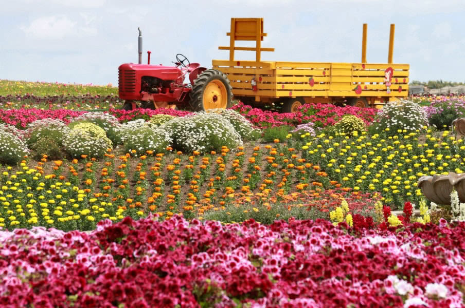 Carlsbad flower fields