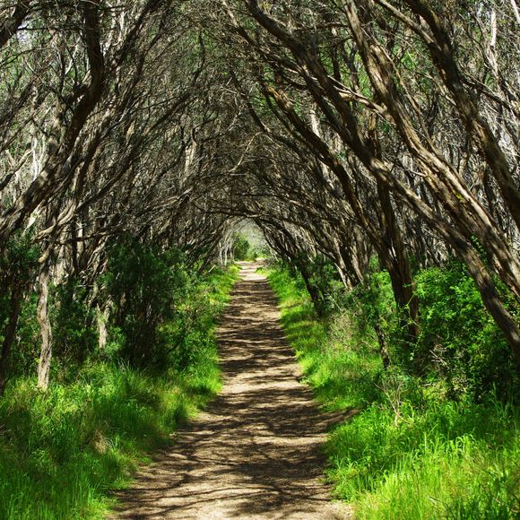 A tunnel formed by overhanging trees in Victoria, Australia.