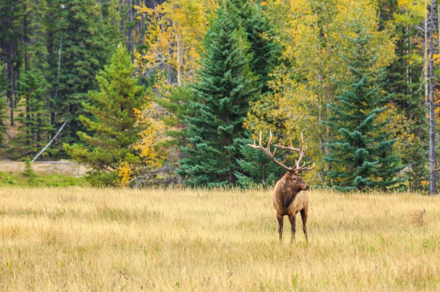 Deer in Alberta, Canada