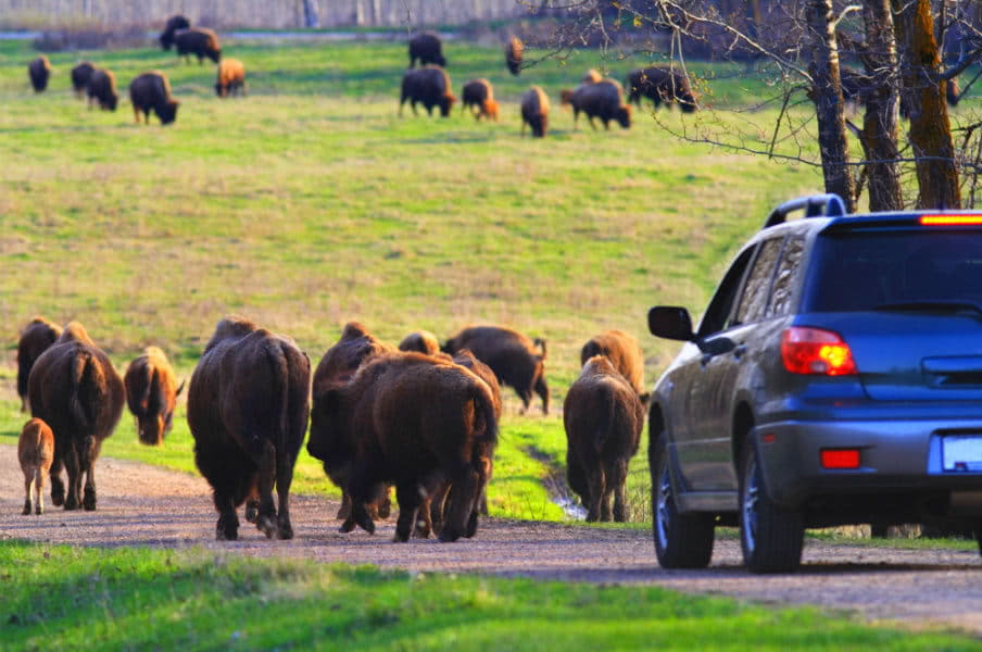 Elk Island National Park, Alberta, CA