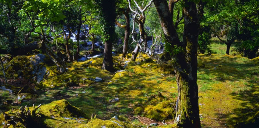 forest trees and mosses at killarney national park