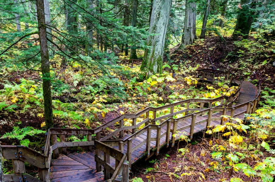 Giant Cedars boardwalk, British Columbia