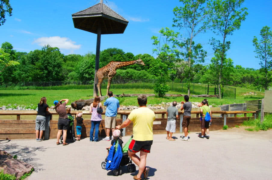 Giraffe in the zoo of Toronto, CA