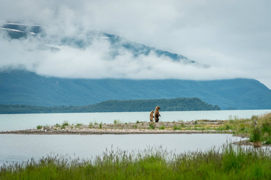 grizzy bears in Alaska by Gary Arndt