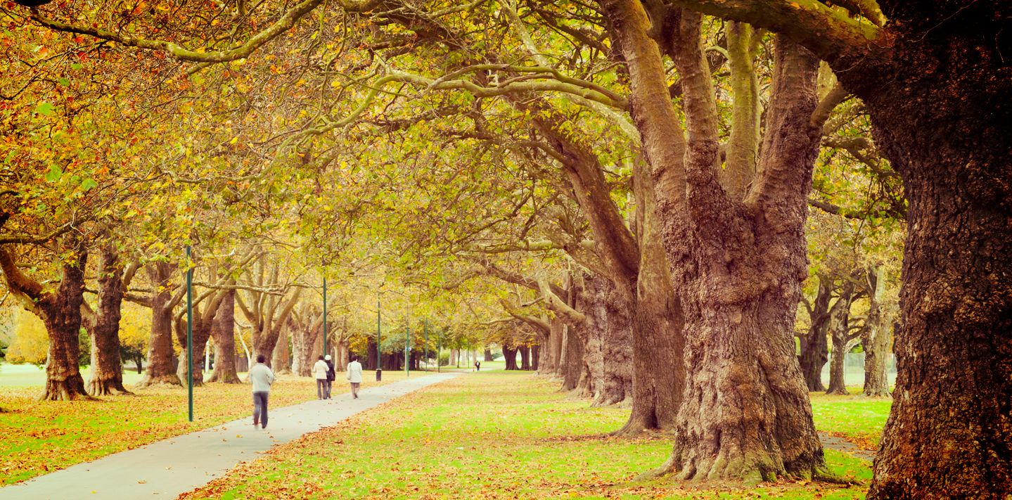 Beautiful tree-lined street in Christchurch.
