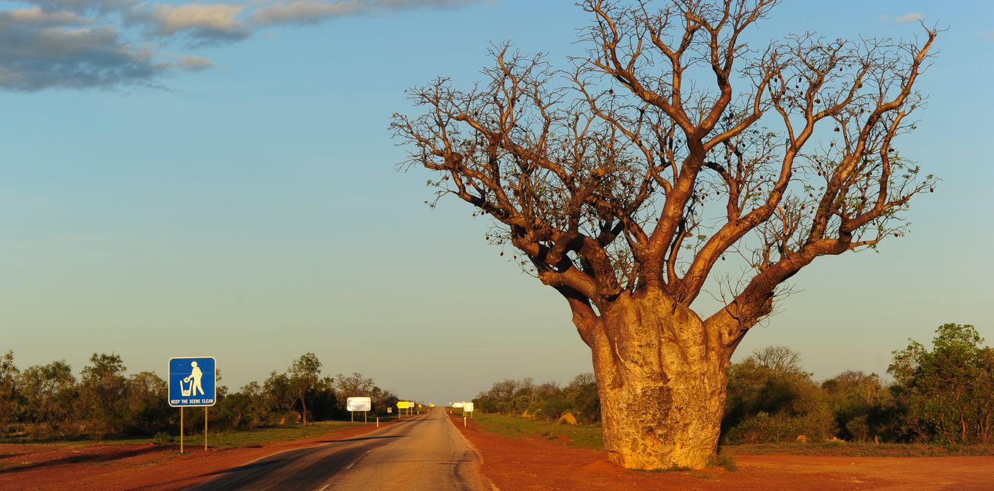 Boab tree and outback landscape in Western Australia.