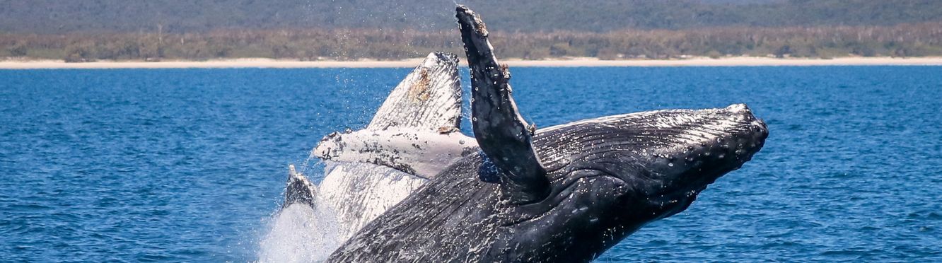 Spend a day whale-watching at Hervey Bay.
