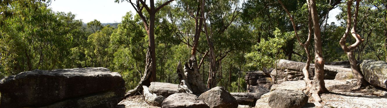 Bushland scenes in Karawatha Forest near Logan.