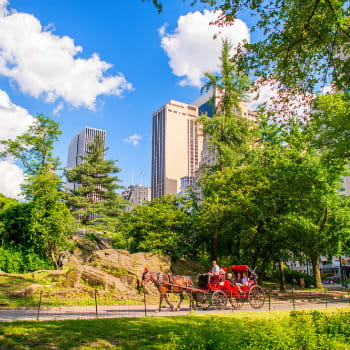 Horse carriage at Central Park, New York City