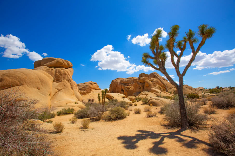 joshua tree national park