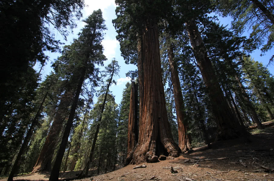 Grant Grove, Kings Canyon National Park