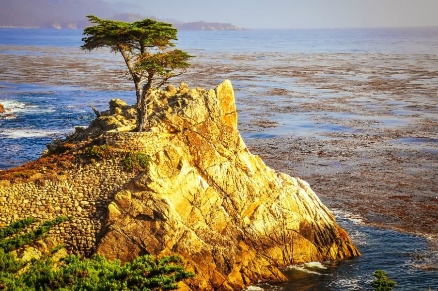 Lone Cypress Tree Monterey