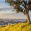 Auckland