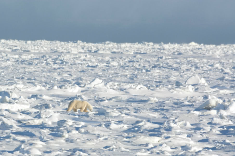 Polar bear on Hudson Bay