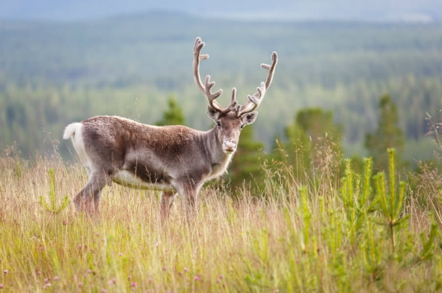 Reindeer in Alaska