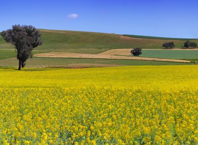A flowering canola field in NSW.