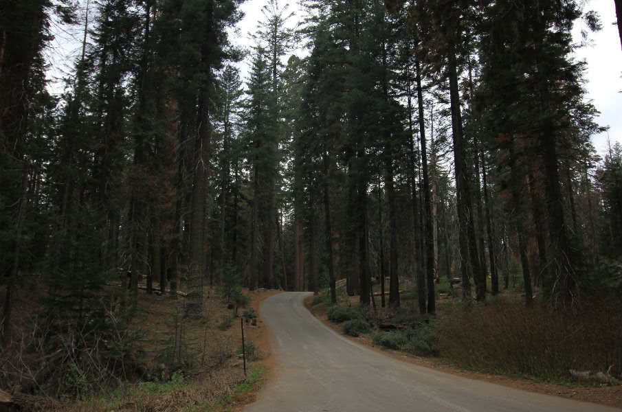 Road through Sequoia National Park
