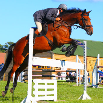 Show horse jumping in Pyecombe