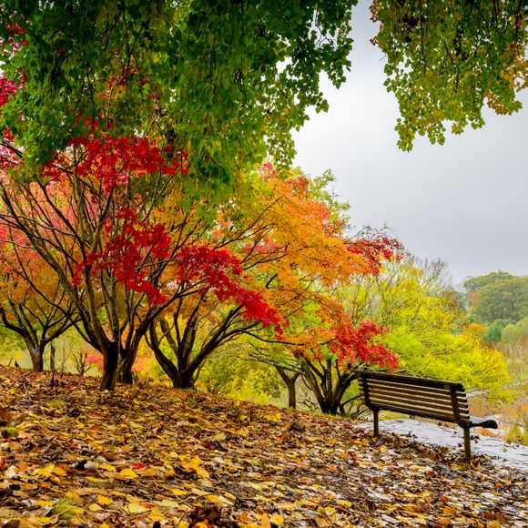 A bench at a park in autumn.