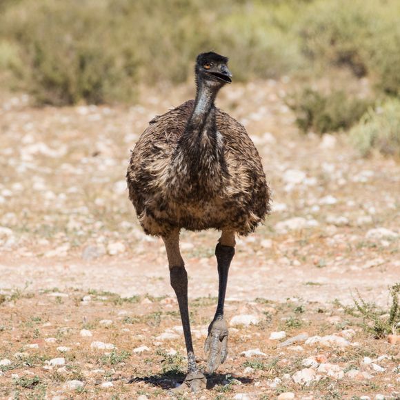Emu in an outback location.