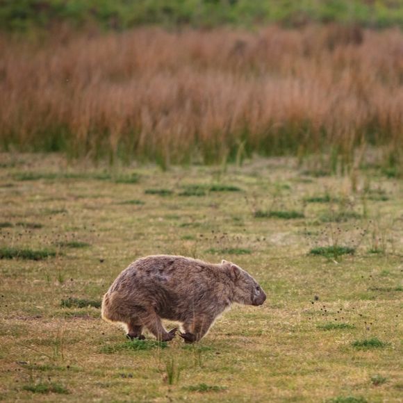 A wombat running across the grass.