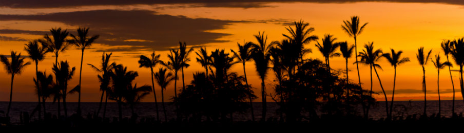 sunset with palm trees