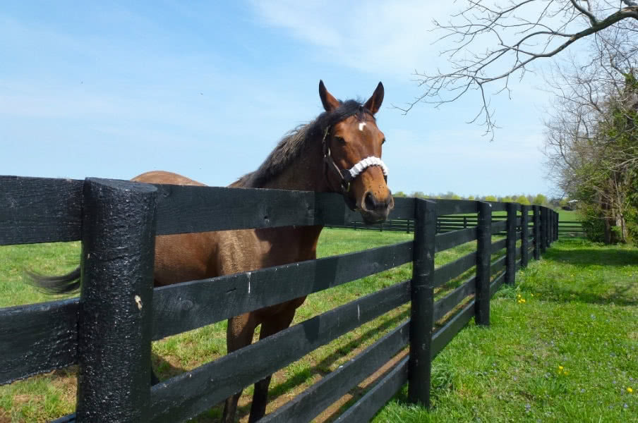 Three Chimneys Farm in Kentucky by Michele Peterson