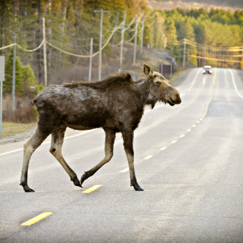 wild moose crossing the road