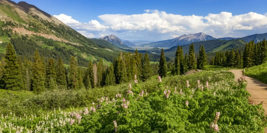 wildflowers season crested butte colorado