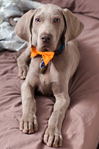 Argos the Weimaraner