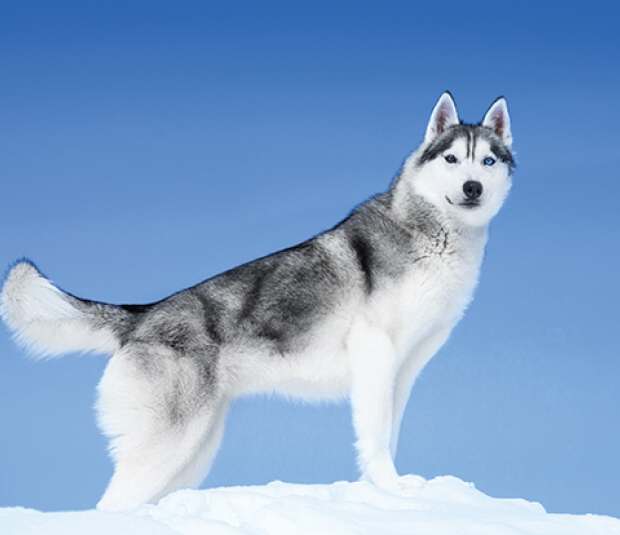 sled dog