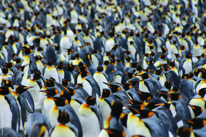 penguins photo by Lizzy Farthing