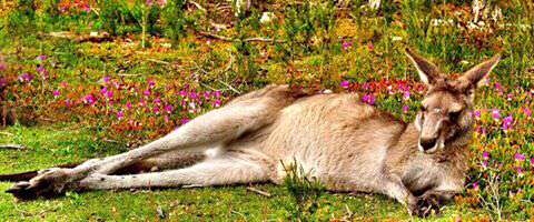Kangaroo, photo courtesy of Travel Reviews by Kylie
