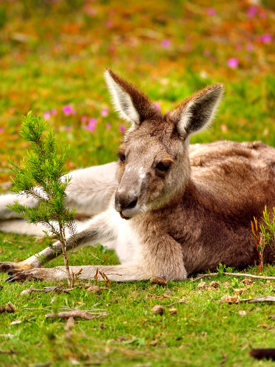 kangaroo