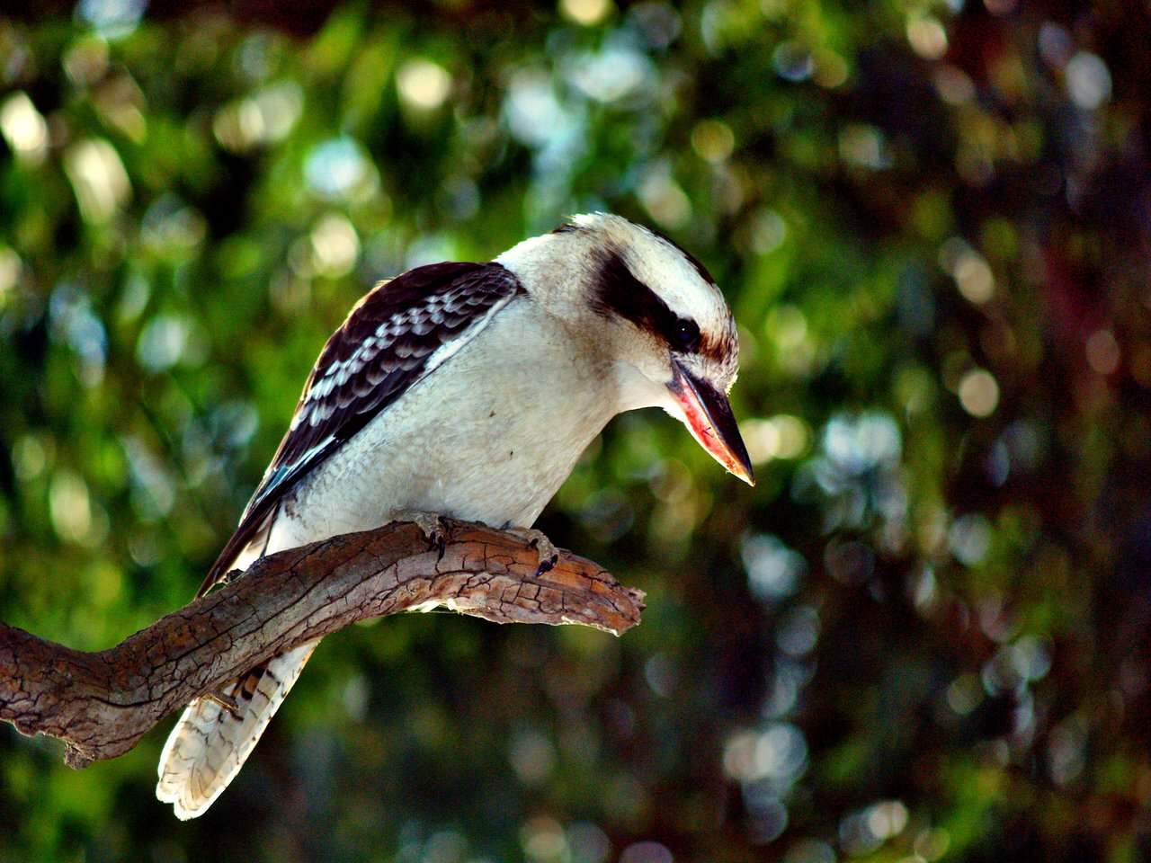 kookaburra
