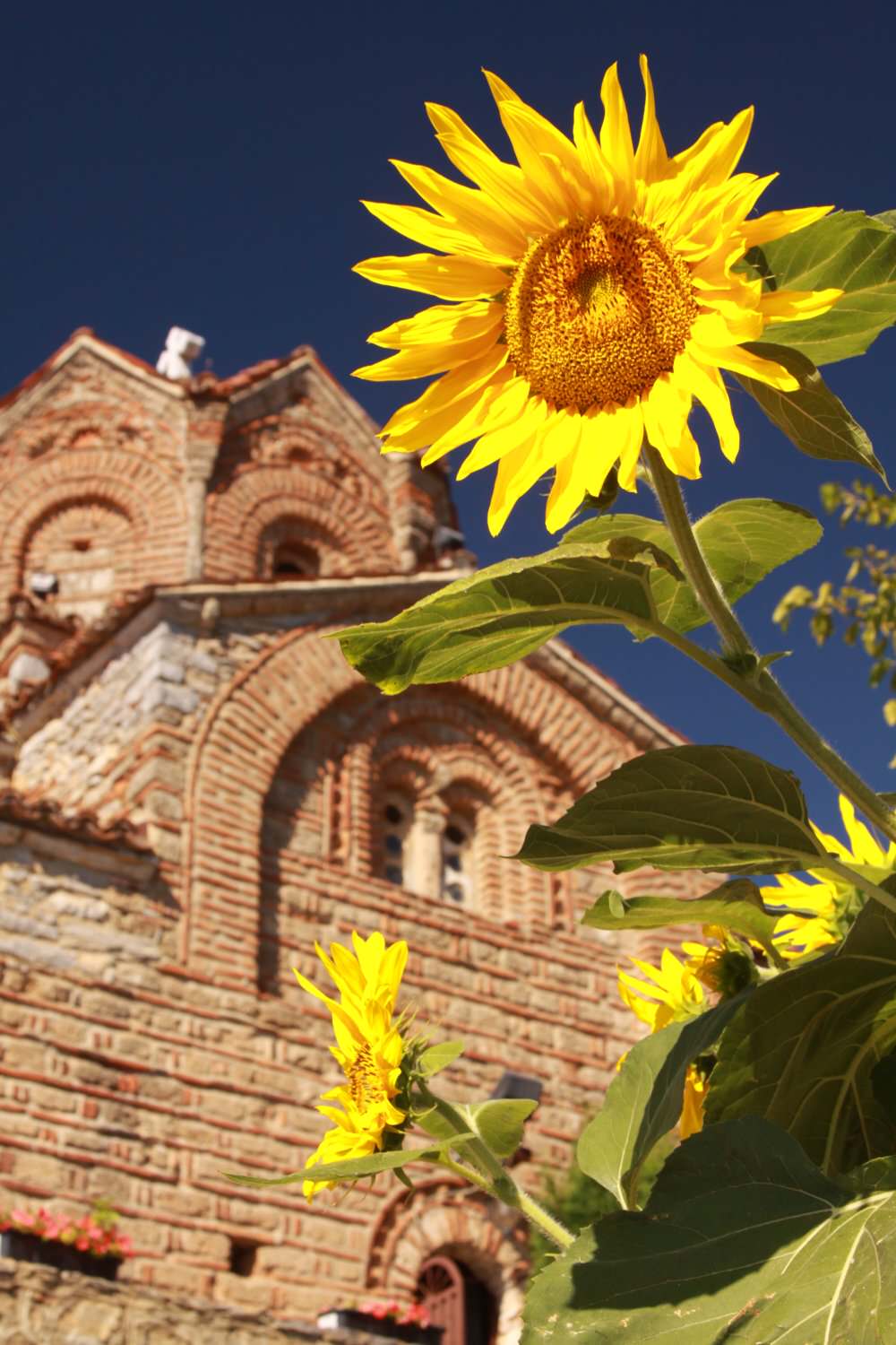 Sunflowers in Macedonia
