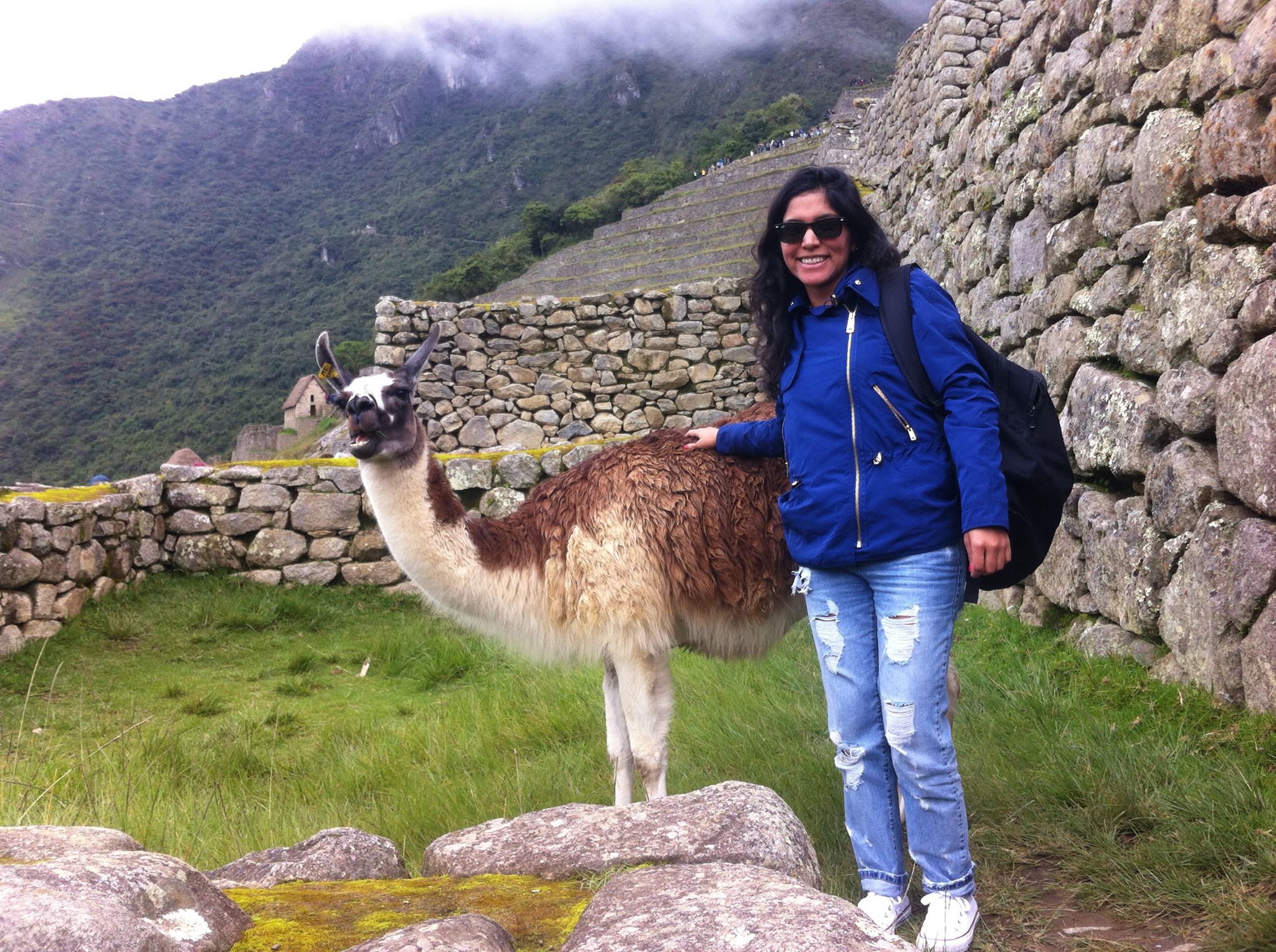 pettingllama