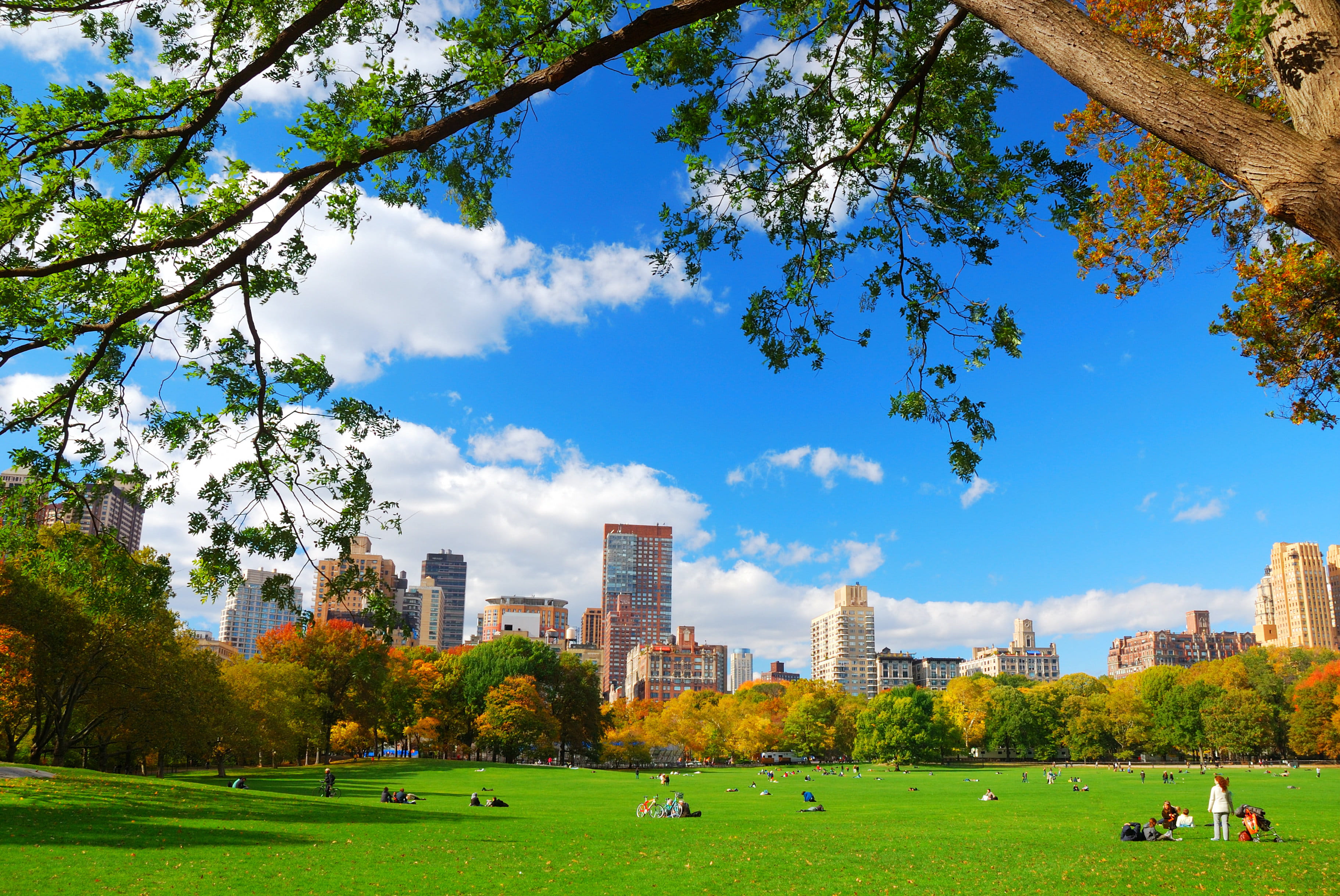 Taking a morning walk through Central Park, New Yor