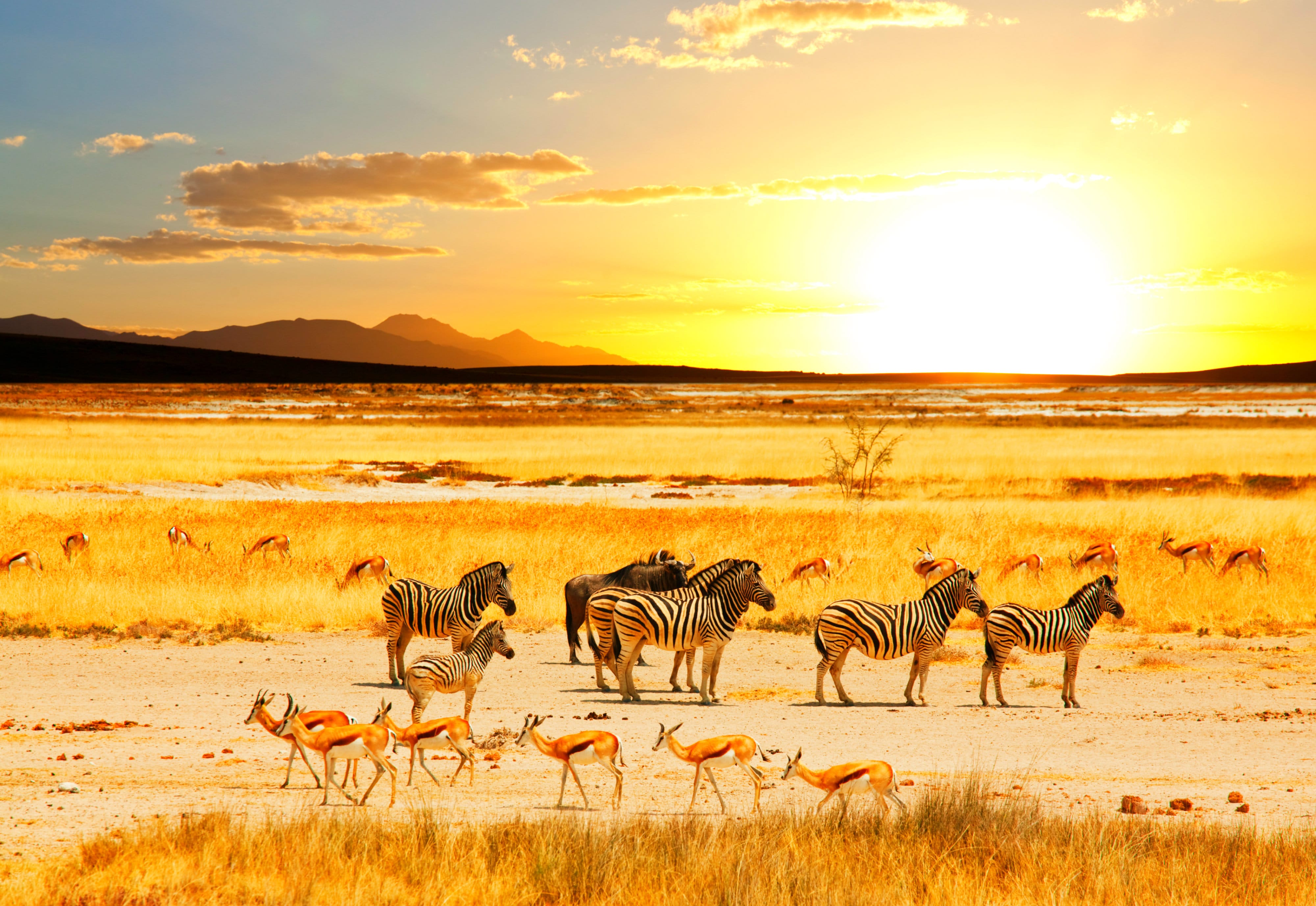 Spotting exotic wildlife on an African safari