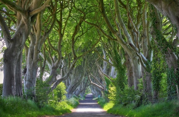 Dark Hedges, Northern Ireland