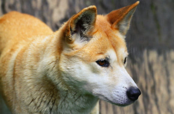 wild dog in Australia