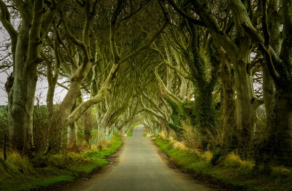 Dark Hedges Northern Ireland